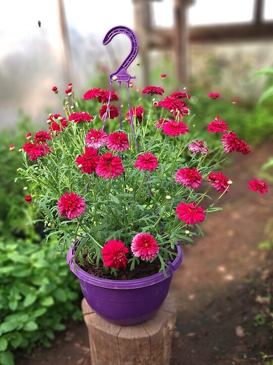 Vasaras puķes un   struktūraugi