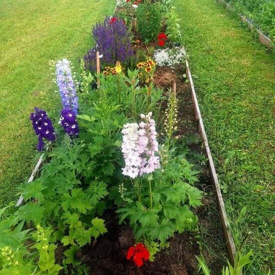 Dažādas daudzgadīgas ziemcietes