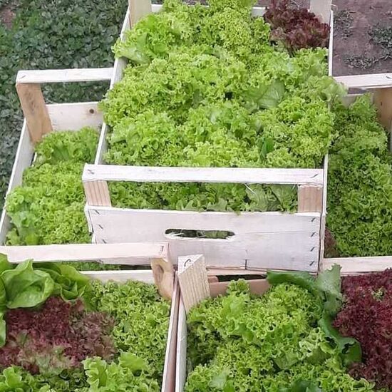 SALĀTI ZAĻUMI CUKURKUKURŪZA