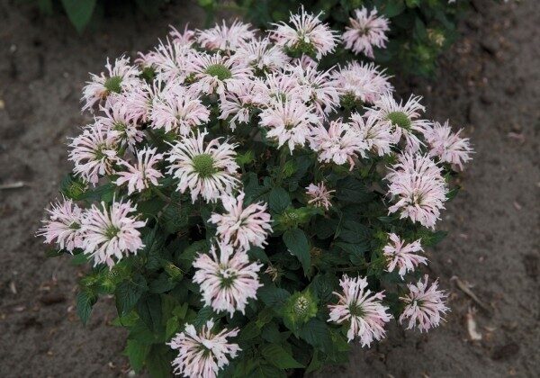 Monarda didyma ‘Melua Appleblossom '
