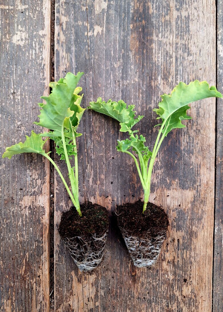 Vasabino kāpostsalātu stādi  6gb.  bio