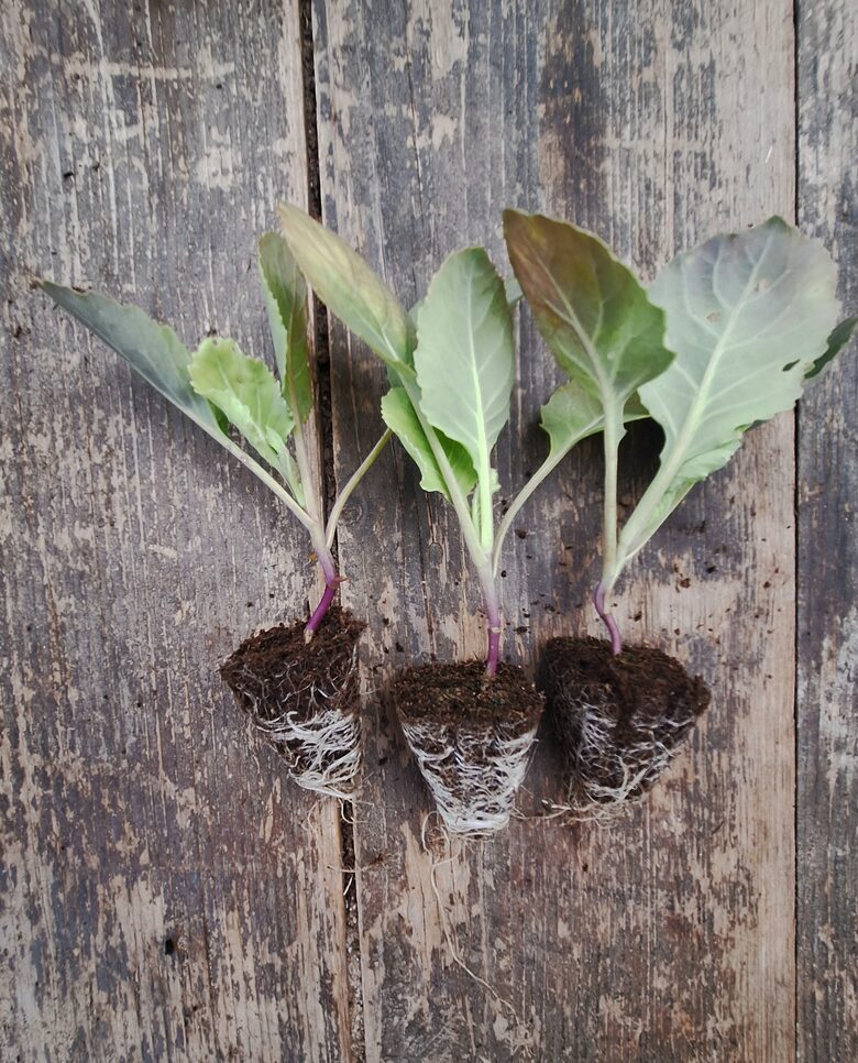 Kāposts Ķinas/Pekinas stādi 6gb.  bio