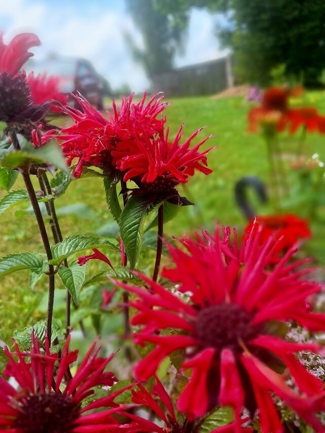 Monarda  Didyma Pocahontas Red