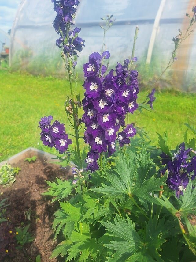 Delfīnija ’’  Magic Fountains Dark Blue /dark  Bee , ’