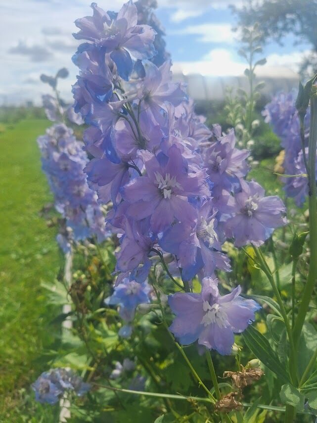 Delfīnija Jupiter Sky Blue,