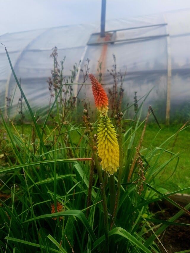 Ķekaru knifofija Red hot poker,jeb raķešpuķe