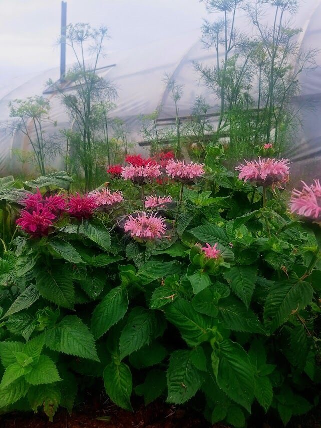 Monarda ‘’Hybrida Bergamo’’