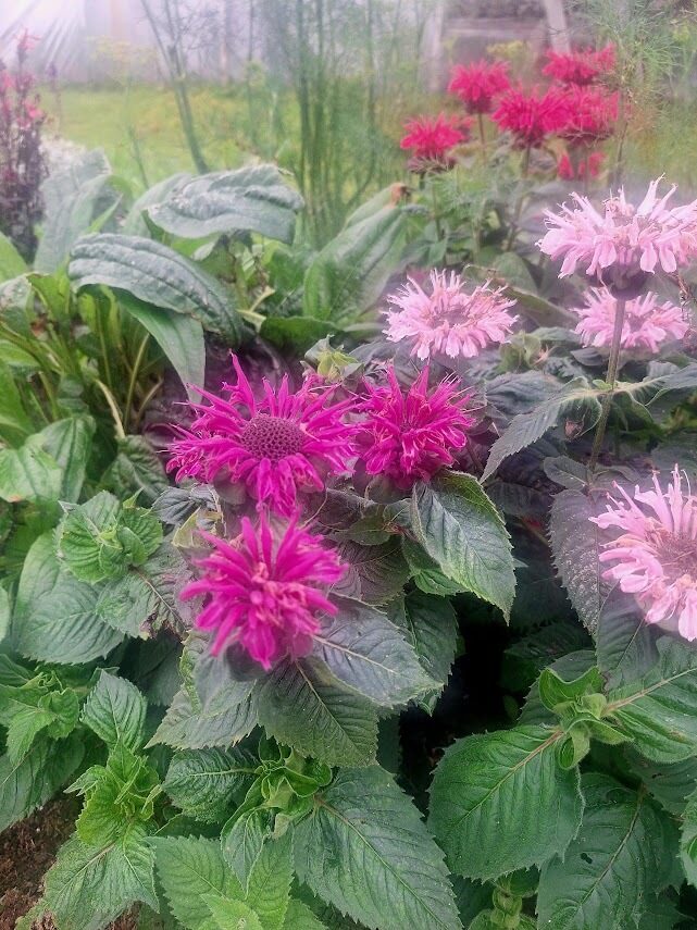 Monarda  didyma Leading Lady Plum