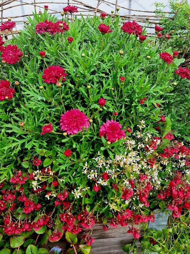 Argirantēma Double Strawberry Cream 