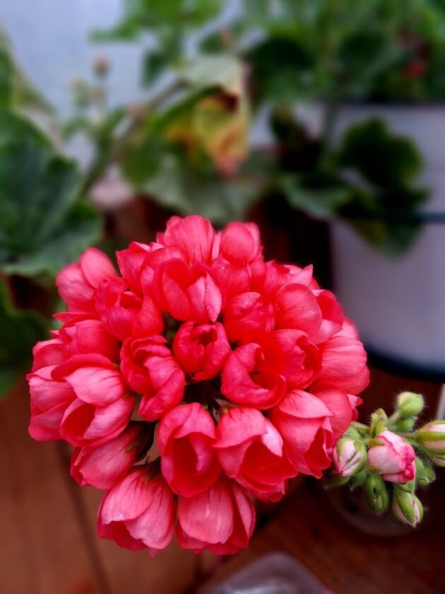 Komplekts Tulpju ziedu pelargonijas+struktūraugs