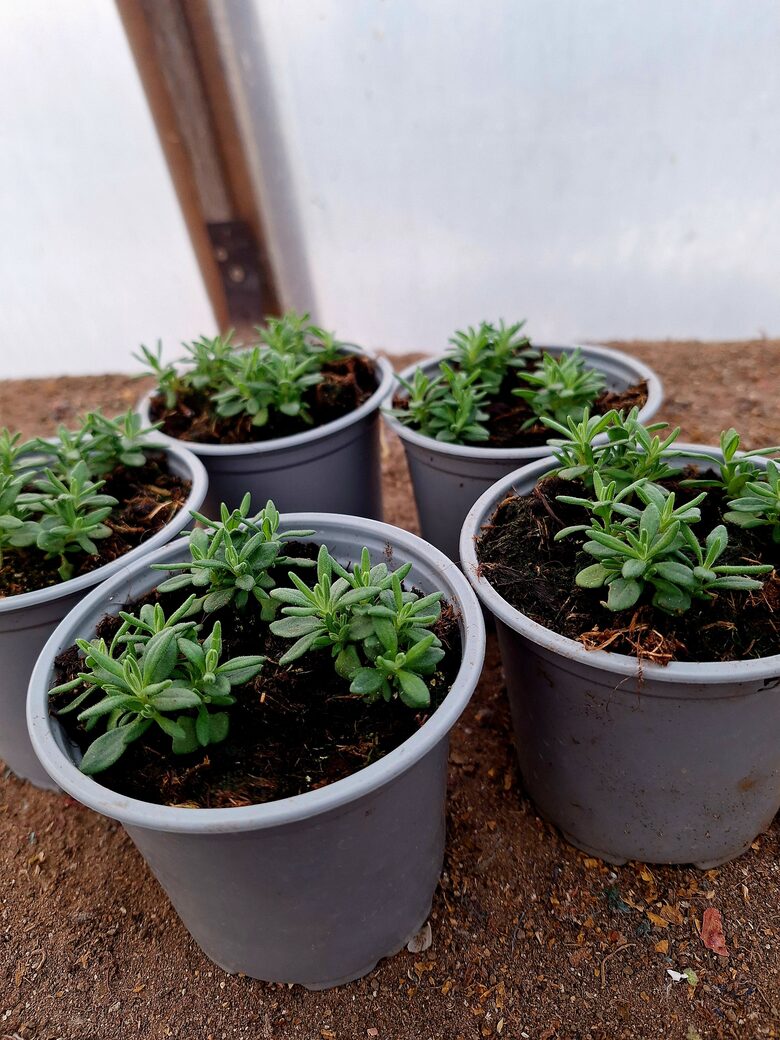  Lavandas 10gb. mazo stādu  Komplekts nr.2