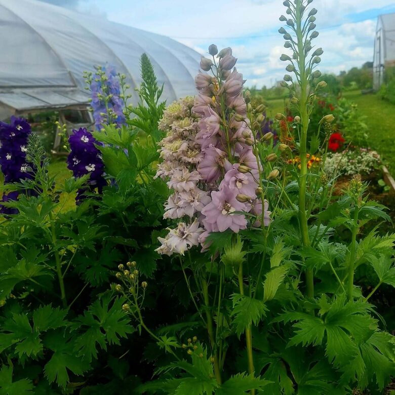 Komplekts Delfinijas 4 podiņi ar dažādu krāsu salikumu