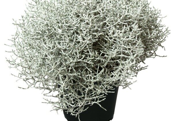 Brauna kalocefāle jeb sudrabkrūms