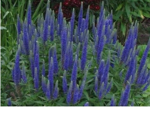 Veronika '' Royal Candles’'