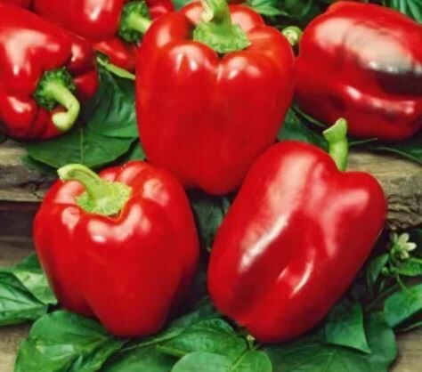 PAPRIKA ''CALIFORNIA WONDER'' bio