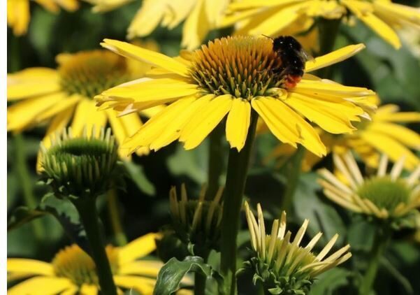 Ehinācija "Solar Compact Yellow" 