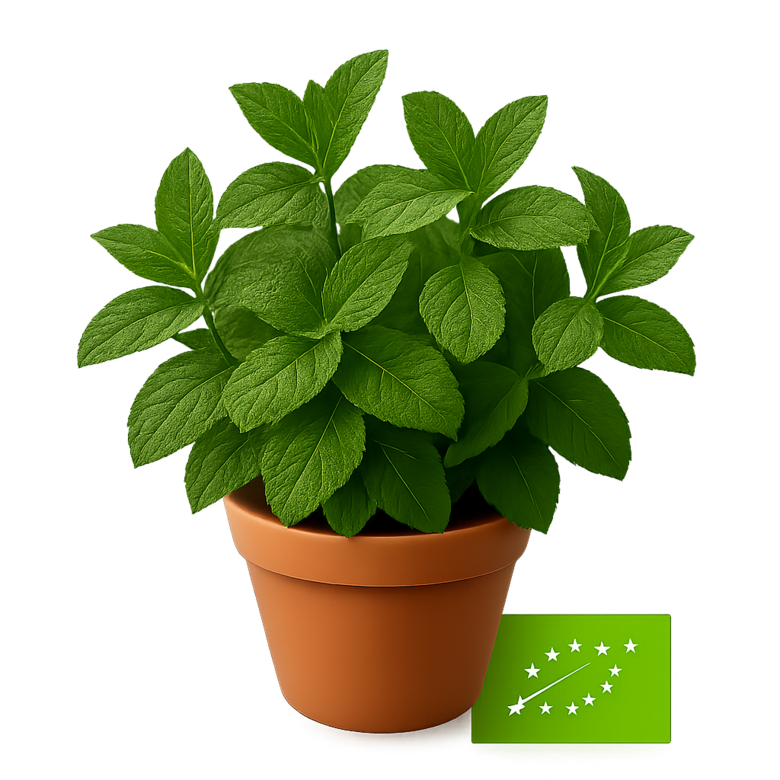 Piparmētra ''Ķimeņu'' - bio