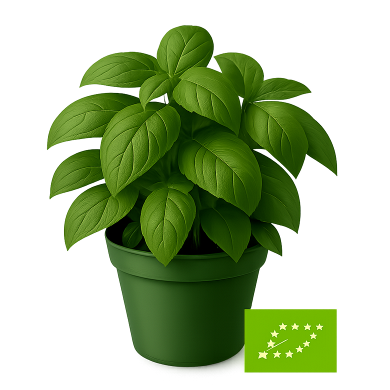 Baziliks zaļais - bio