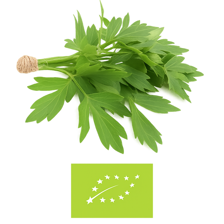 Lupstājs maza bunte , bio