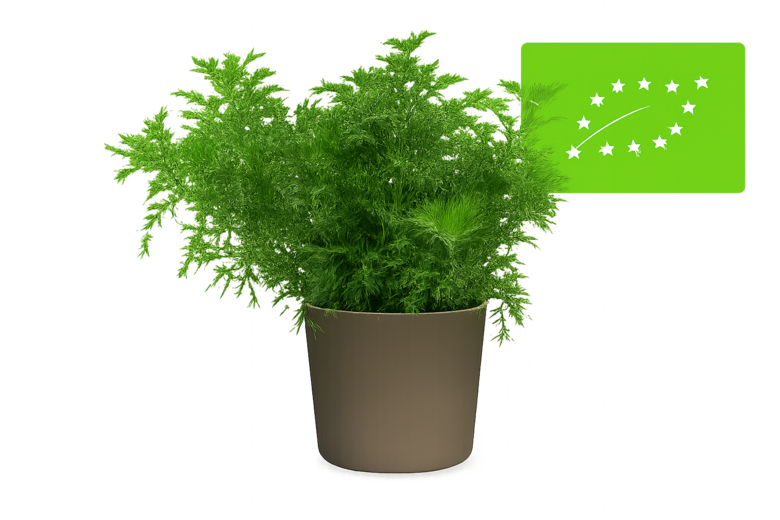 Dievkociņš  d.g. - bio