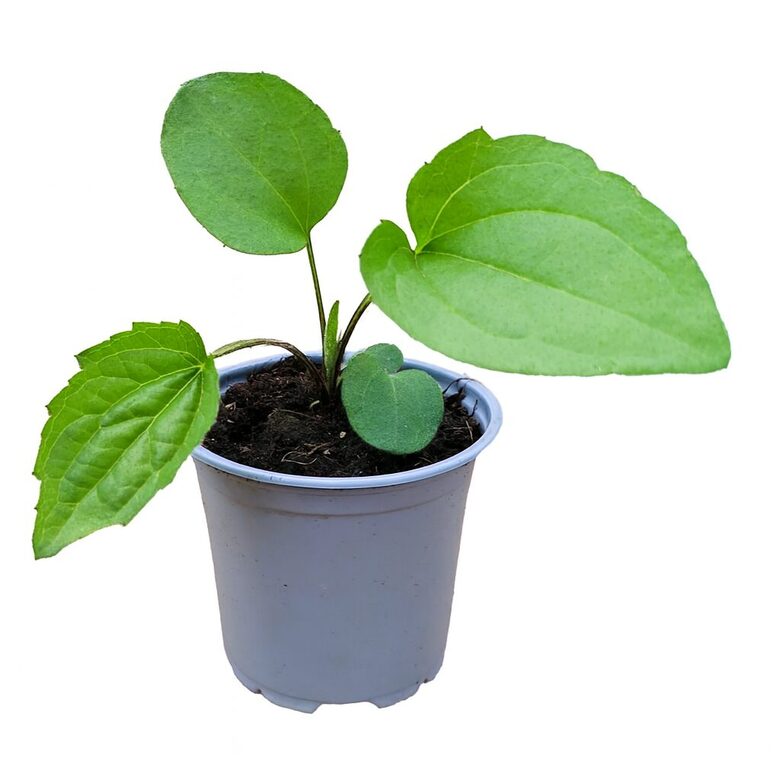 Ehinācijas  9 gb. mazo stādu komplekts nr.11