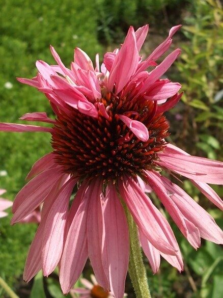 Ehinācija  Doubledecker