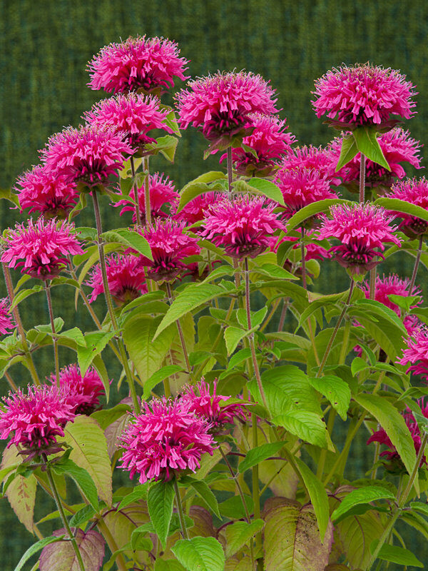 Monardas – bišu balzāms vai indiāņu citronmētra d.g.