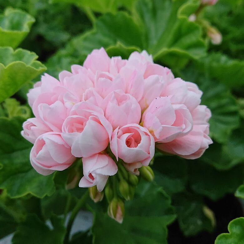 Tulpju ziedu pelargonija   "EMMA DK" 