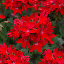 Pelargonija ''Fireworks Scarlet'' (Summer Twist)