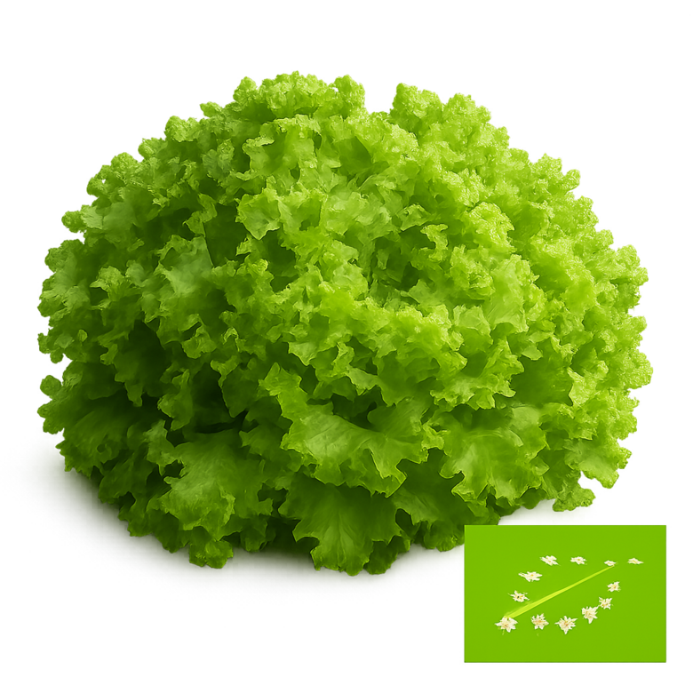 Salāti lapu ,zaļie-bio