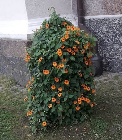   Spārnainā tunbergija Thunbergia alata'' Sunny Susy Tiger Eye''