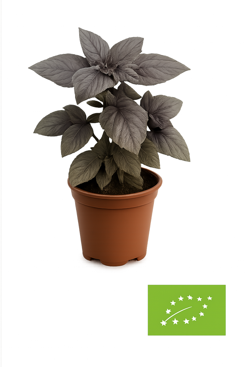 Baziliks sarkanais  - bio