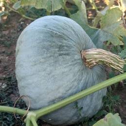 Ķirbis Dulce de Horno