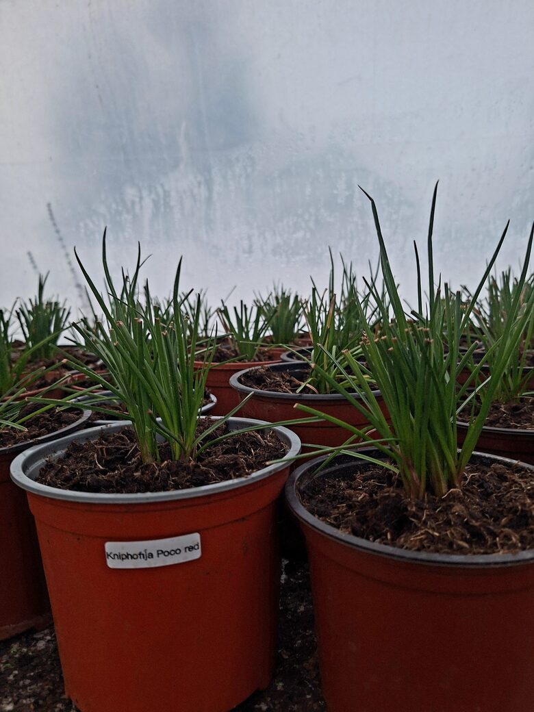 Kniphofijas uzvaria 10 gb. mazo stādu komplekts nr. 6