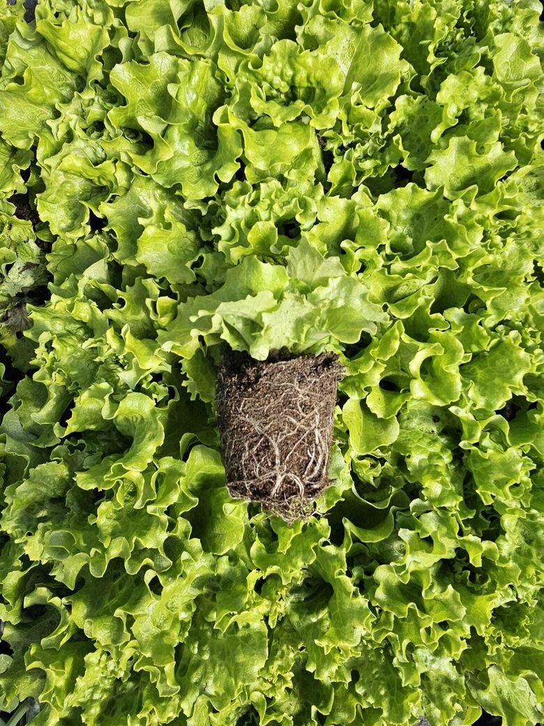 Salātu stādi  kruzuļainie  6gb.komplekts