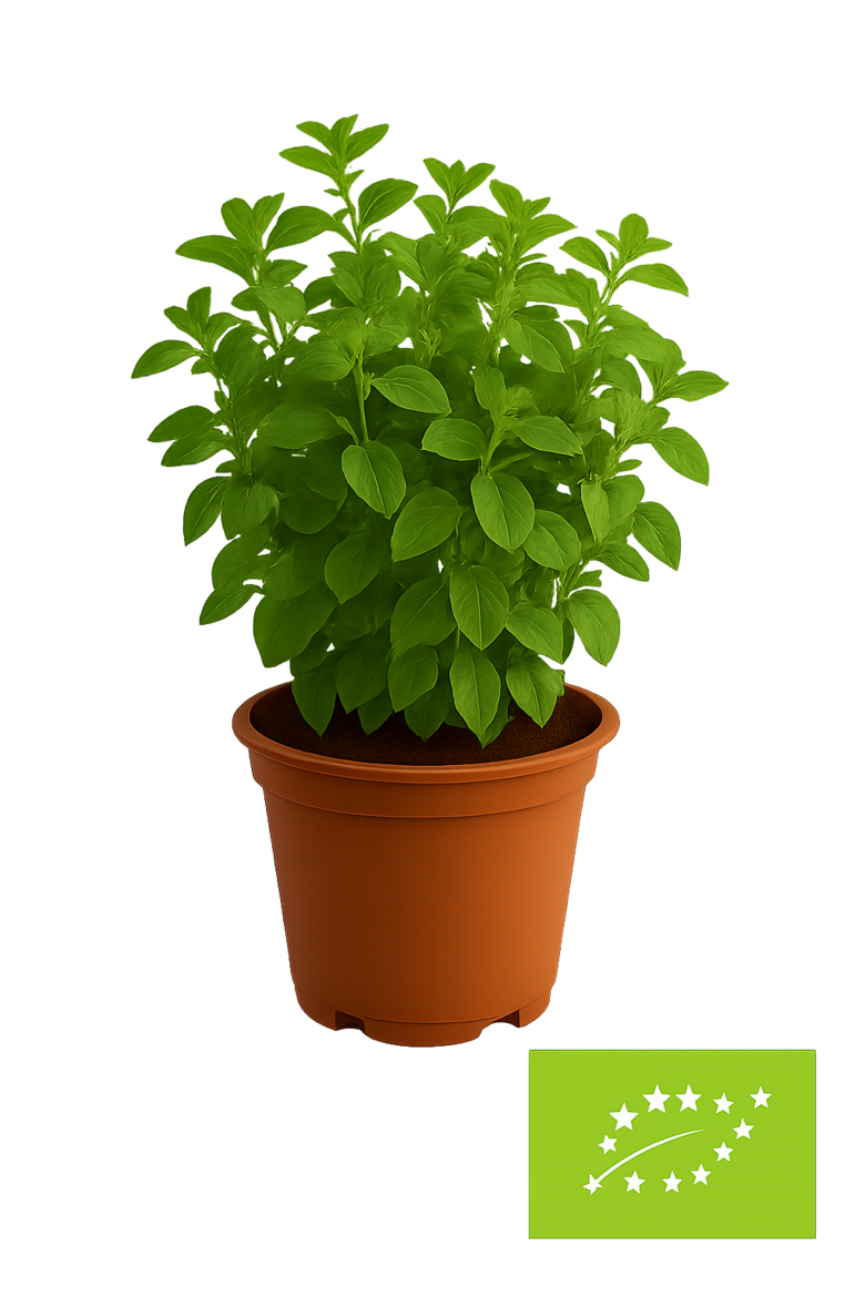 Raudene/oregano podiņā un bez podiņa d.g. - bio