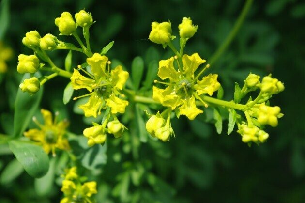 Rūta ,smaržīgā d.g.