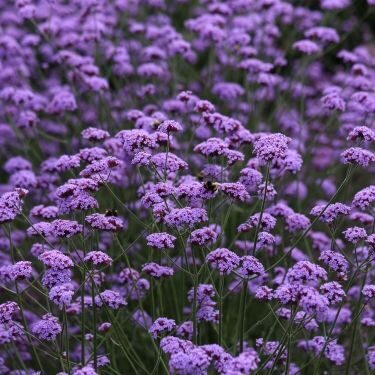 Verbena bonariensis Vanity