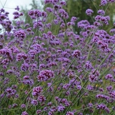 Verbena Bonariensis komplekts