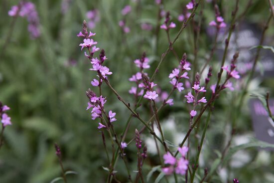 Verbena officinalis var. grandiflora "Bampton" 