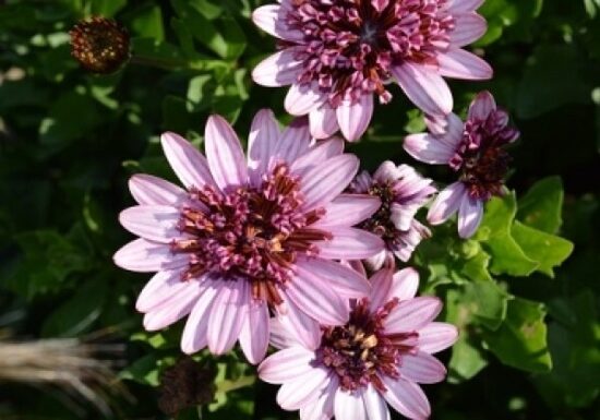 Akmeņsēkle ''Double Pink''