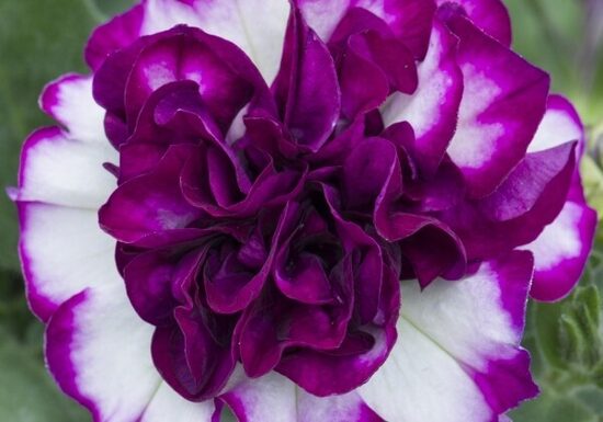 Petunija atkinsiana ''Tumbelina Compact Nicola ''