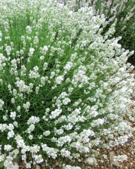 Lavandula angustifolia Artic Snow