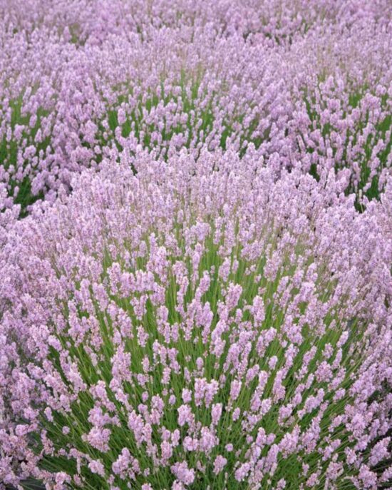 Lavandula angustifolia Rose 
