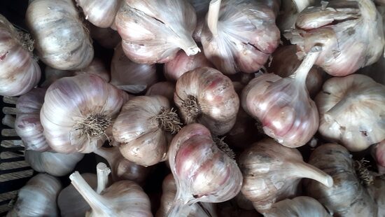 Ķiploki ''Ķente''senā šķirne,500gr