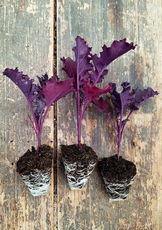  Lapu kāposti (keili) SCARLET sarkanie.