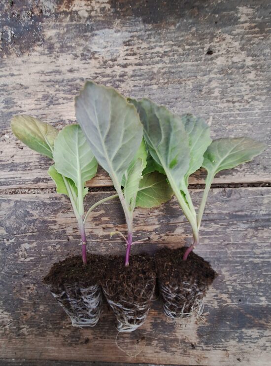 Konisko galviņkāpostu stādi 6 gb.