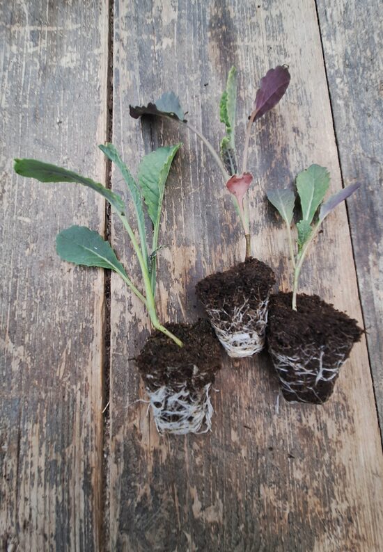 Lapu kāpostu Toscana stādi 6gb.bio