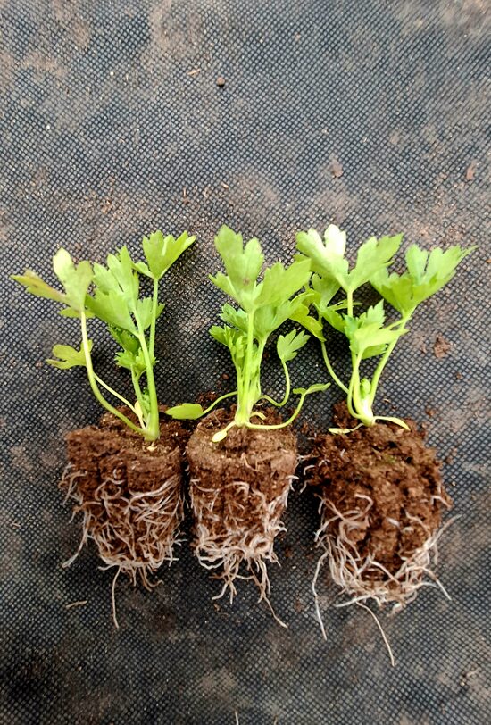 Lapu pētersīļu stādu komplekts 6gb.