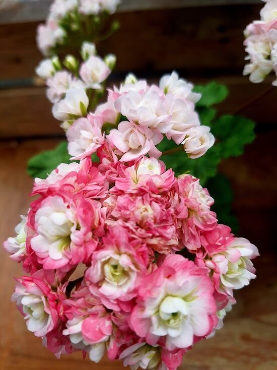 Pelargonija rožu ābeļziedu- ‘’Grandeur Deco Appleblossom’’